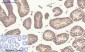 GSK3β Polyclonal Antibody